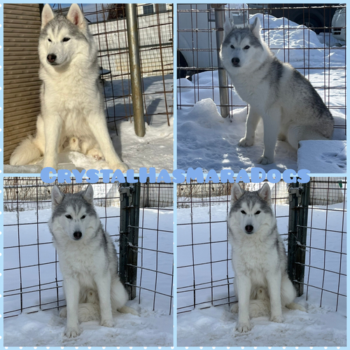 輸入犬直子の男の子たち 犬の販売 1476