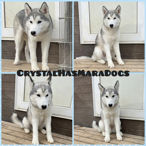 外産輸入犬直子 犬の販売 1477