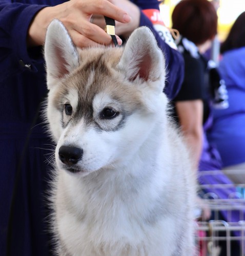 JKCチャンピオン直子 美貌のシルバー牡 犬の販売 1480