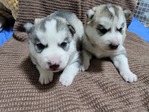 きれいなハスキー 犬の販売 1481