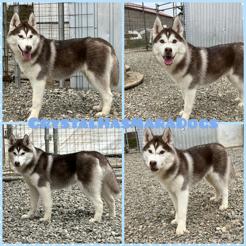 とても可愛いチョコの男の子 犬の販売 1485