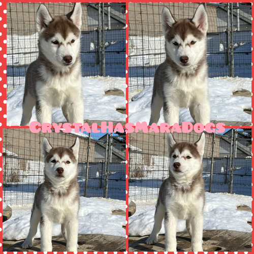 とても綺麗な仔犬たちです 犬の販売 1486