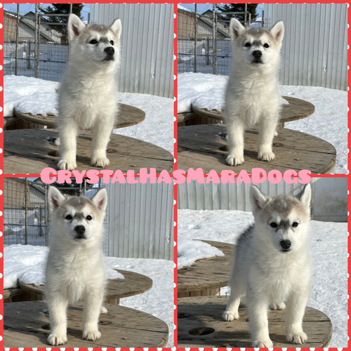 美男美女の兄妹 犬の販売 1487
