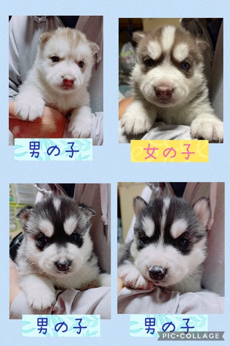 シベリアンハスキー 犬の販売 1504