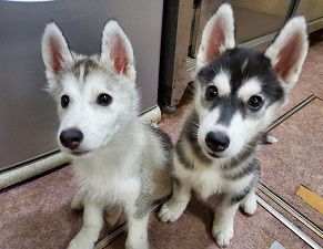 毎日元気に走り回ってます!! 犬の販売 1511