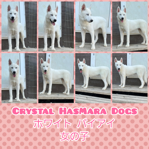 綺麗なホワイトハスキー 犬の販売 1521