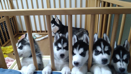 ブラック&ホワイト5兄弟ハスキー!全員♂ 犬の販売 1528