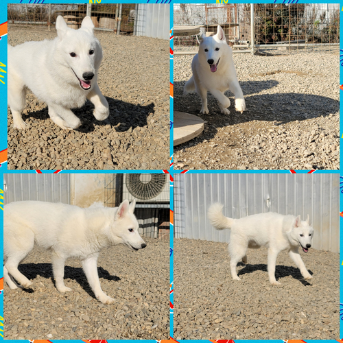 ハスキー 犬の販売・譲渡 1534 両親遺伝子検査クリア輸入犬の子犬