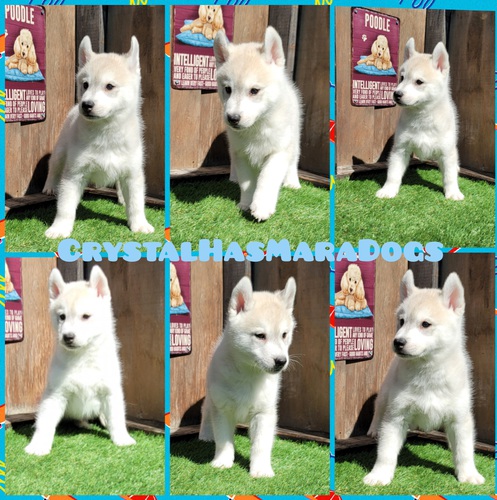 babya܂! ̔̔ 1538