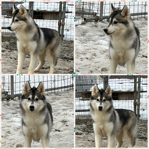 ハスキー 犬の販売・譲渡 1547 両親遺伝子検査クリアの良質なハスキーです。