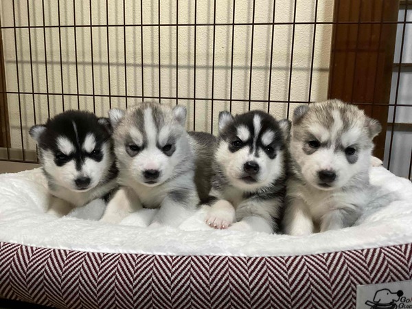 4姉弟ハスキー!※両親遺伝子検査クリアです! 犬の販売 1548