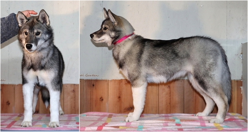 ハスキー 犬の販売・譲渡 1550 両親チャンピオン シルバーグレーの女の子