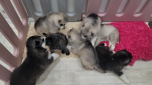 ハスキー 犬の販売・譲渡 1552 ご家族募集です‼️
