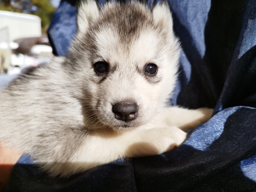 ハスキー 犬の販売・譲渡 1554 小さめの子達