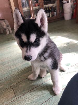 ハスキー 犬の販売・譲渡 1555 母乳でコロコロに成長中のハスキー赤ちゃんです。