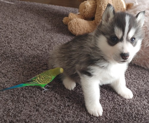 ハスキー 犬の販売・譲渡 1556 おっとり&天使なハスキー子犬達可愛すぎ