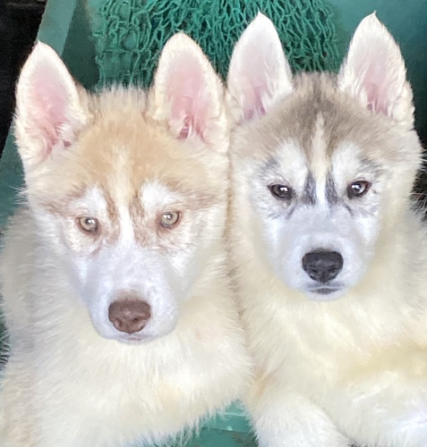 ハスキー 犬の販売・譲渡 1557 綺麗な顔立ちのライトレッドの男の子 イエローアイ