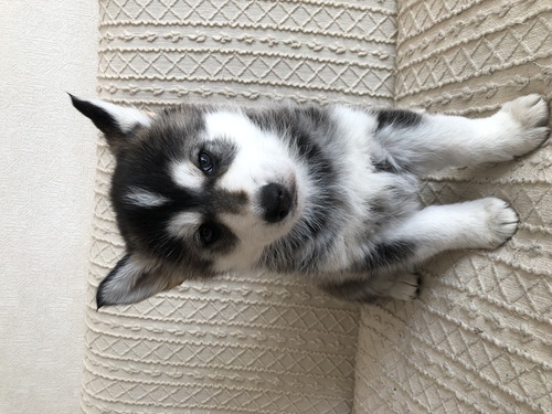 ハスキー 犬の販売・譲渡 1558 ホワイトシェパード ハスキー(シェプスキー)