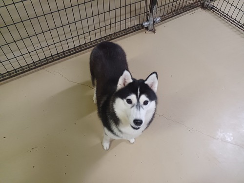 ハスキー 犬の販売・譲渡 1560 シベリアンハスキー