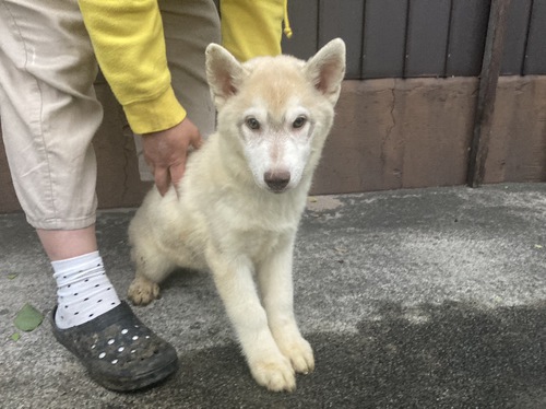 ハスキー 犬の販売・譲渡 1561 ハスキーの可愛い天使達