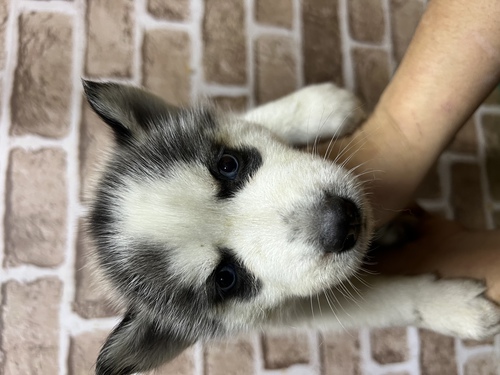 ハスキー 犬の販売・譲渡 1562 可愛いハスキーちゃん