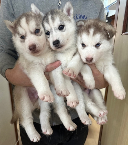 チョコレート&ホワイト兄弟2頭!1頭はバイアイ! 犬の販売 1563