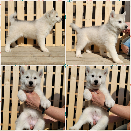 ハスキー 犬の販売・譲渡 1565 両親準外産遺伝子検査クリアの子犬達