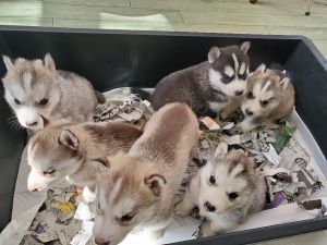 ハスキー 犬の販売・譲渡 1568 バレンタインデー産まれの6兄弟です。