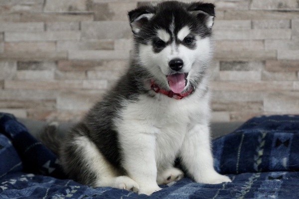 シベリアンハスキー オス ブラックホワイト 犬の販売 1569