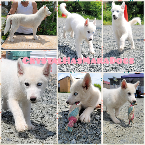 ハスキー 犬の販売・譲渡 1572 両親遺伝子クリアの子犬産まれました。