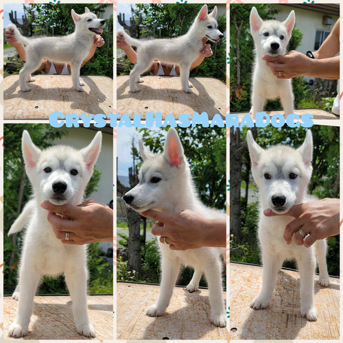 ハスキー 犬の販売・譲渡 1573 輸入血統遺伝子クリア綺麗な子犬達