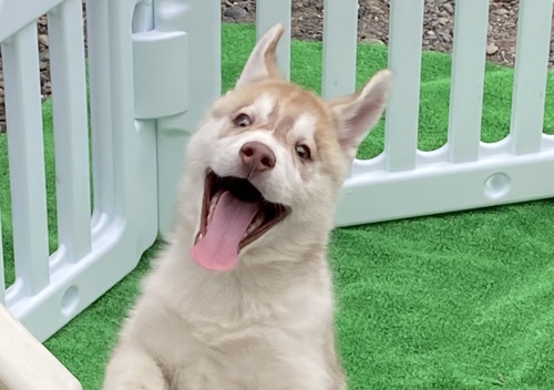 ハスキー 犬の販売・譲渡 1574 新年セール開催中