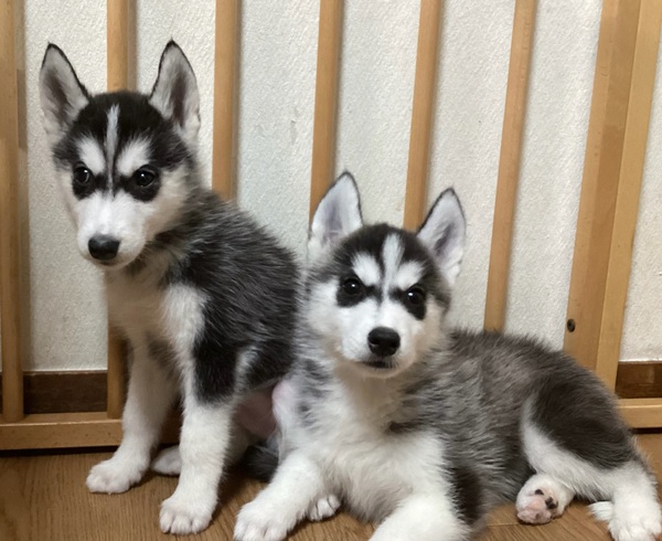 シベリアンハスキー男の子2頭 犬の販売 1580
