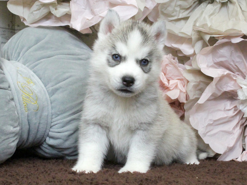 ハスキー 犬の販売・譲渡 1582 ご家族が決定しました。ありがとうございました。