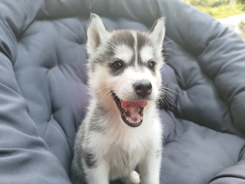 ハスキー 犬の販売・譲渡 1584 ブラックホワイト