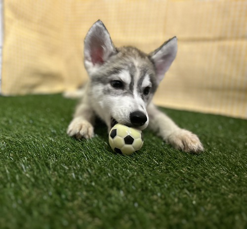 ハスキー 犬の販売・譲渡 1586 ハスキーの子犬