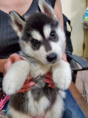 ハスキー 犬の販売・譲渡 1597 母乳でコロコロに成長中のハスキー赤ちゃんです。