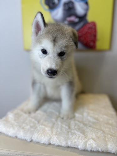 ハスキー 犬の販売・譲渡 1599 楽々分割払い月々4200円から
