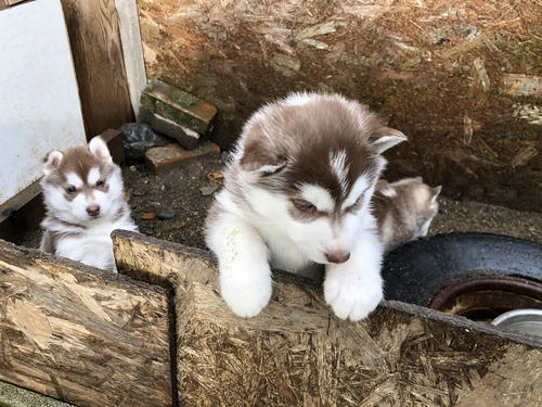 ハスキー 犬の販売・譲渡 1603 美しいチョコ&ホワイトのハスキー仔犬