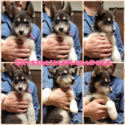 ハスキー 犬の販売・譲渡 1604 準外産輸入犬の子犬達