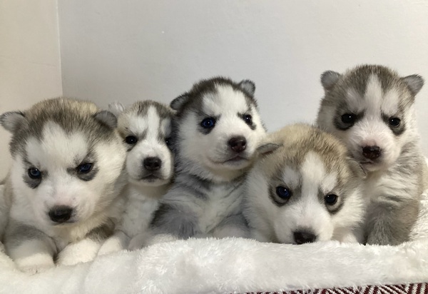 5兄妹、1頭ブルーアイ、1頭バイアイです!※残り♂3頭 犬の販売 1617