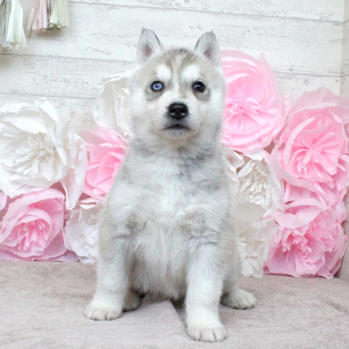ハスキー 犬の販売・譲渡 1623 京都府シベリアンハスキー専門犬舎の5兄妹☆