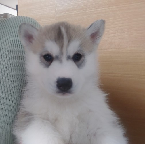 ハスキー 犬の販売・譲渡 1625 お陰様で新しいご家族様決まりました。