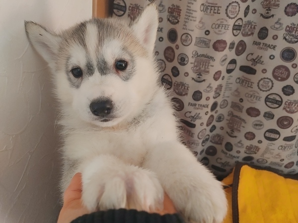 おっとりさんでとっても骨格がしっかりしています。 犬の販売 1627