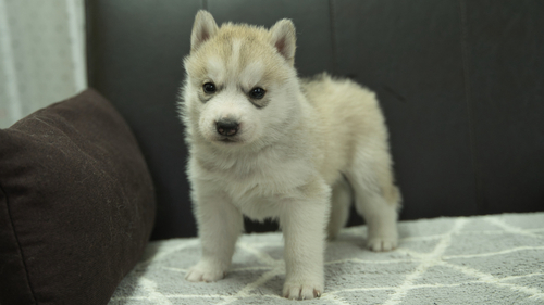 ハスキー 犬の販売・譲渡 1632 1月2日生まれのハスキーの子犬たち