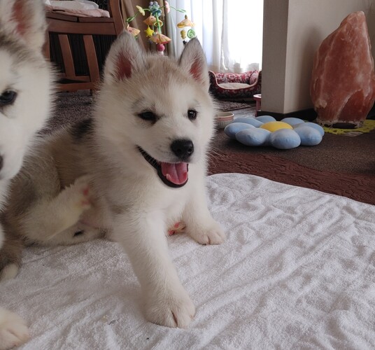 ふんわり癒し系、、甘えん坊なおっとりさんです。。 犬の販売 1633
