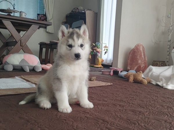 骨格しっかりな、おっとりさんです。 犬の販売 1634