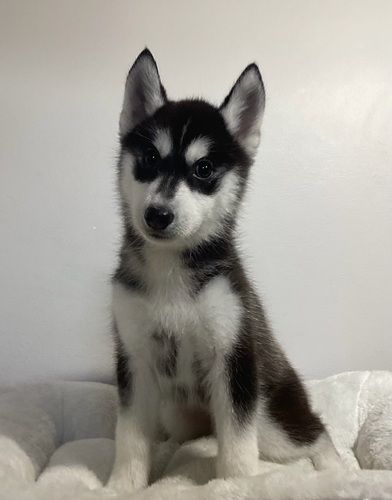 シベリアンハスキー女の子、ブラック&ホワイト 犬の販売 1635
