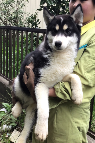 ハスキー 犬の販売・譲渡 1637 ブラックホワイトのイケメン君