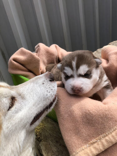 ハスキー 犬の販売・譲渡 1652 チョコ&ホワイトの可愛いシベリアンハスキー女の子